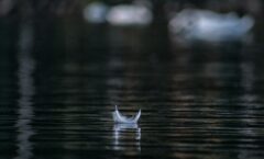 white feather on body of water in shallow focus